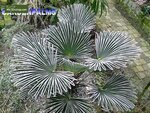 Trachycarpus wagnerianus - tronc 120-140 cm - pot 90 ltr [palette]