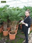 Trachycarpus wagnerianus - tronc 120-140 cm - pot 90 ltr [palette]