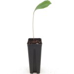 Arenga micrantha seedling