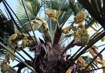 Trachycarpus wagnerianus multitrunk