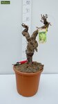Vitis vinifera - hauteur totale 80-120 cm - pot &Oslash; 33 cm