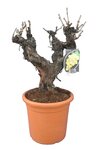 Vitis vinifera - pot &Oslash; 50cm - hauteur totale 130-150 cm [palette]