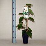 Actinidia deliciosa Atlas - hauteur totale 60-70 cm - pot 2 ltr