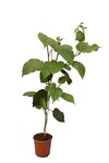 Actinidia chinensis Hayward - hauteur totale 80-100 cm - pot &Oslash; 17 cm