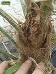 Trachycarpus sp. Kumaon