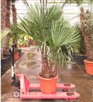 Trachycarpus fortunei Multitrunk - hauteur totale 140-160 cm - pot &Oslash; 50 cm - 45 ltr [palette]