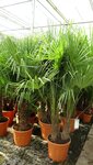 Trachycarpus fortunei Multitrunk - hauteur totale 140-160 cm - pot &Oslash; 50 cm - 45 ltr [palette]