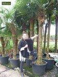 Trachycarpus fortunei - tronc 80-90 cm - hauteur totale 200+ cm - pot &Oslash; 48 cm [palette]