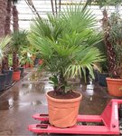Trachycarpus fortunei multitronc - Hauteur totale 180+ cm - pot &Oslash; 55 cm 70 ltr [palette]