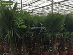Trachycarpus fortunei - tronc 90-100 cm - hauteur totale 200+ cm - pot &Oslash; 48 cm [palette]