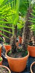 Trachycarpus fortunei doubletroncs - tronc A 130-170 cm - tronc B 40-90 cm [palette]