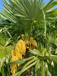 Trachycarpus fortunei - tronc 200-225 cm - pot &Oslash; 70 cm [palette]