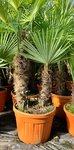 Trachycarpus fortunei doubletroncs - tronc A 80-100 cm - tronc B 60-80 cm [palette]