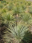 Yucca rostrata - hauteur totale 40-60 cm - pot &Oslash; 20 cm