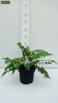 Dryopteris filix-mas - pot 1.7 ltr