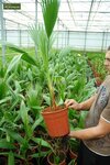 Washingtonia robusta - tronc 50+ cm - hauteur totale 160+ cm - pot &Oslash; 45 cm [palette]
