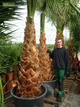Washingtonia robusta - tronc 50+ cm - hauteur totale 160+ cm - pot &Oslash; 45 cm [palette]