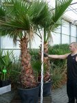 Washingtonia robusta - tronc 40+ cm - hauteur totale 160-180 cm - pot 40 &Oslash; cm [palette]