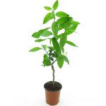 Citrus latifolia - tronc 15-25 cm - hauteur totale 50-60 cm - pot 13 cm