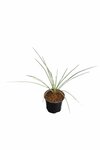 Yucca rostrata - hauteur totale 30-40 cm - pot &Oslash; 13 cm