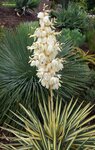 Yucca gloriosa Variegata - Hauteur totale 60-70 cm - pot &Oslash; 26 cm