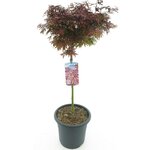 Acer palmatum Shaina - tronc 60-80 cm - hauteur totale 110-130 cm - pot 15 ltr