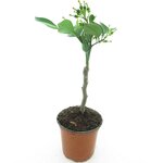 Citrus sinensis Washington Navel - tronc 15-25 cm - hauteur totale 40-50 cm - pot &Oslash; 13 cm