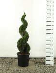 Thuja occidentalis Smaragd Spirale - Hauteur totale 100-125 cm