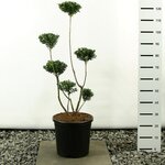 Ilex maximowicziana kanehirae multiplateau - hauteur totale 80-100 cm - pot 20 ltr