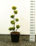 Thuja occidentalis Yellow Ribbon Multibol - hauteur totale 80-100 cm - pot 18 ltr