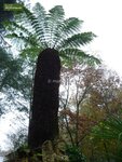 Dicksonia antarctica - tronc 90-100 cm [palette]