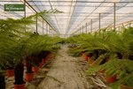 Dicksonia antarctica - tronc 140-150 cm [palette]