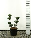 Ilex crenata Green Hedge multiplateau - totale hoogte 80-100 cm - pot 20 ltr