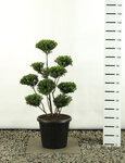 Ilex crenata Green Hedge Multiplateau extra - hauteur totale 80-100 cm - pot&Oslash; 20 cm