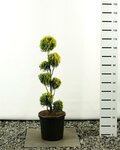 Thuja occidentalis Golden Smaragd Multibol - hauteur totale 100-125 cm - pot 20 ltr