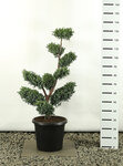 Juniperus chinensis Blue Alps multiplateau - Hauteur totale 100-125 cm - pot 20 ltr