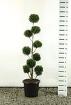 Cupressocyparis leylandii 2001 Multibol extra - Hauteur totale 100-125 cm