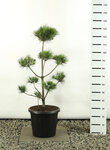 Pinus strobus Multiplateau - hauteur totale 125-150 cm - pot 20 ltr
