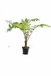 Cyathea kermadecensis - tronc 20-30 cm