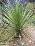 Yucca periculosa - hauteur totale 50+ cm - pot 10 x 10 cm