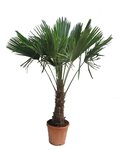 Trachycarpus fortunei - tronc 60-70 cm - hauteur totale 180+ cm - pot 40 cm [palette]