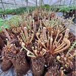 Dicksonia antarctica tronc &agrave; racines nues 180+ cm [palette]