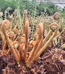 Dicksonia antarctica tronc &agrave; racines nues 180+ cm [palette]