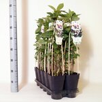 Aronia prunifolia Viking - hauteur totale 90-110 cm - pot 2 ltr