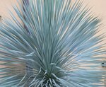 Yucca rostrata Sapphire Skies P11