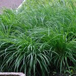 Carex Evergreen - hauteur totale 30-40 cm - pot 2 ltr