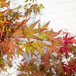 Acer Palmatum Redwine colours