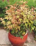 Acer Palmatum Redwine in pot