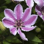 Clematis Nelly Moser flower