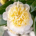 Camellia williamsii Jury&#039;s Yellow Flower